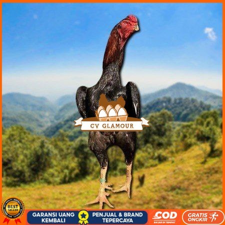 

telur ayam shamo eropa ori petarung bisa untuk di tetaskan CV GLAMOUR