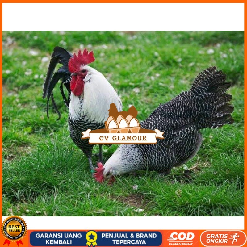 

TELUR AYAM ARAB PETELUR SUPER UNTUK DI TETASKAN CV GLAMOUR