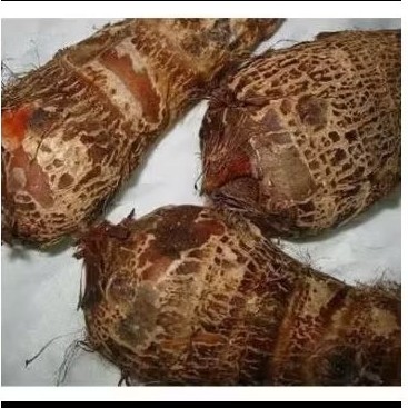 

. umbi gajah / tales gajah asli fres 1000 gram, fres