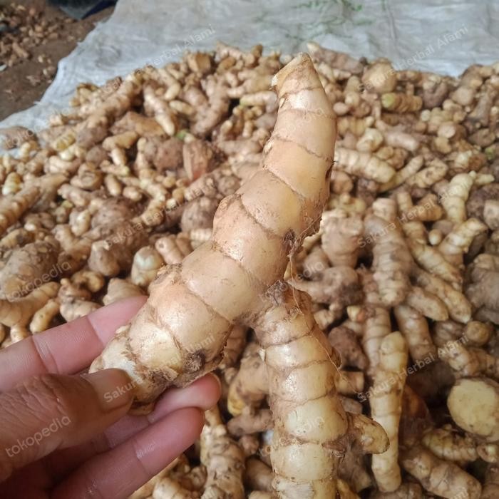 

promo kunyit putih segar 1kg curcuma zedoaria ready