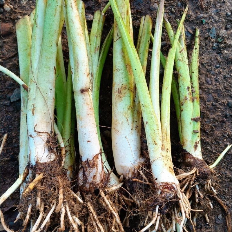 Bibit Talas Pratama  2 ( isi 7 pohon) talas bogor