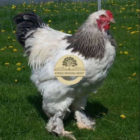 

Telur ayam hias brahma fertil siap ditetaskan KURNIA PRATAMA GROUP