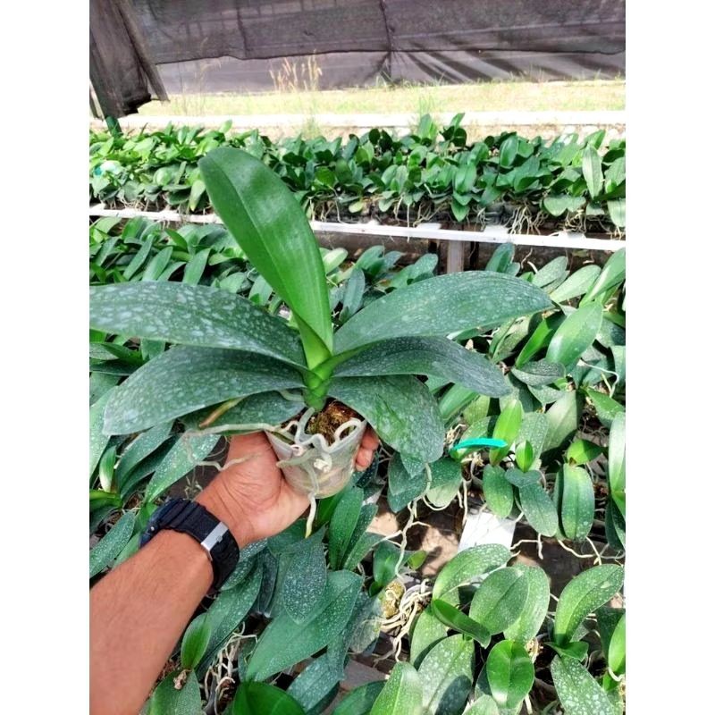 tanaman hias anggrek bulan neon blue // tanaman hias anggrek bulan Biru Co