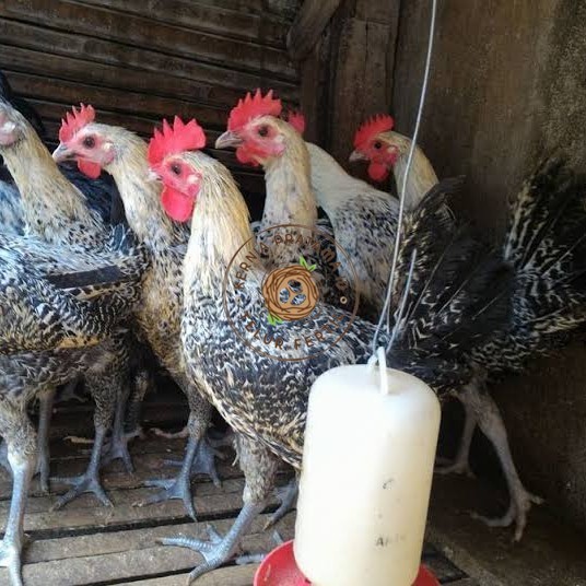 

Telur ayam arab siap ditetaskan - AYAM ARAB KURNIA PRATAMA ID
