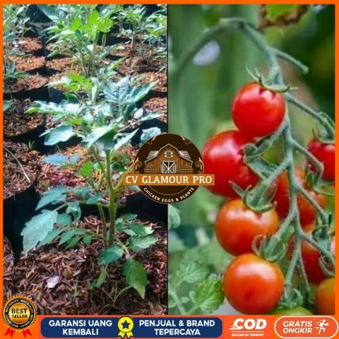 Bibit Tanaman Tomat Cherry / Tomat Ceri Asli Bibit Tanaman Super Unggul CV GLAMOUR PRO