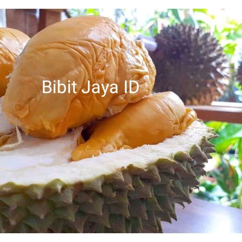 Bibit Durian Super Tembaga Kaki 3 Okulasi Berkualitas