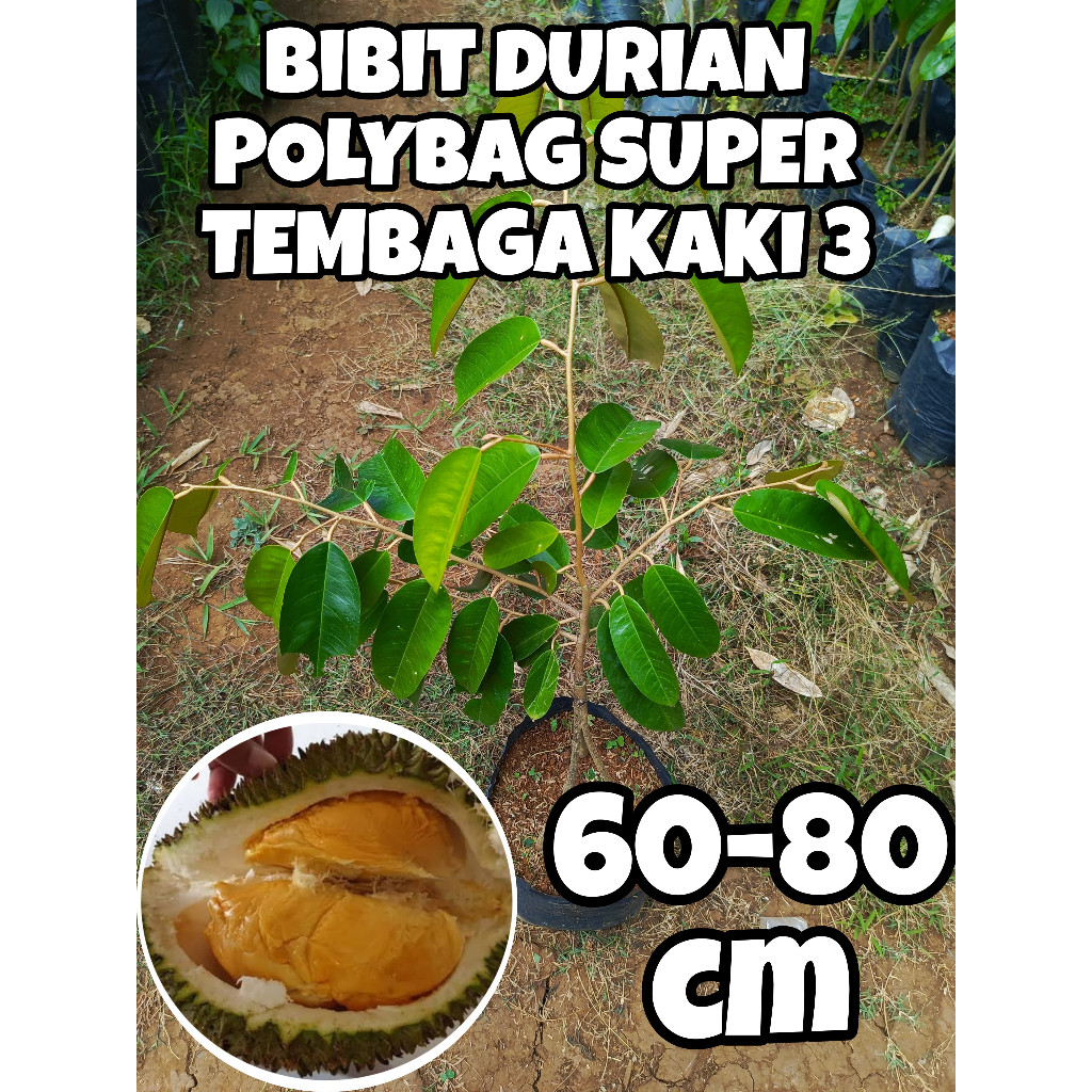 Bibit Durian Super Tembaga Kaki 3 Super Okulasi Sambung Pucuk