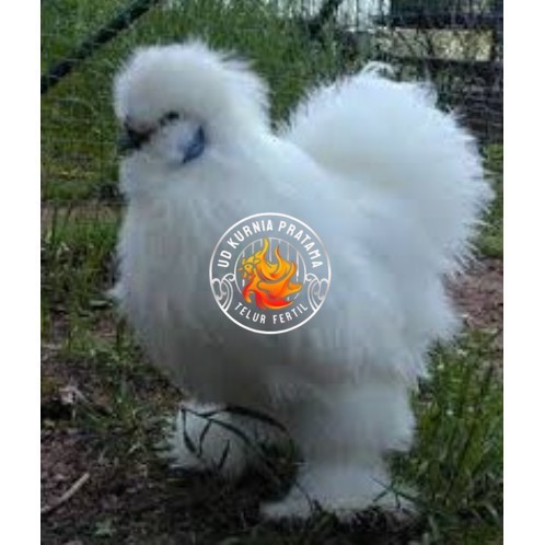 

TELUR AYAM HIAS KAPAS untuk di tetaskan UD KURNIA PRATAMA