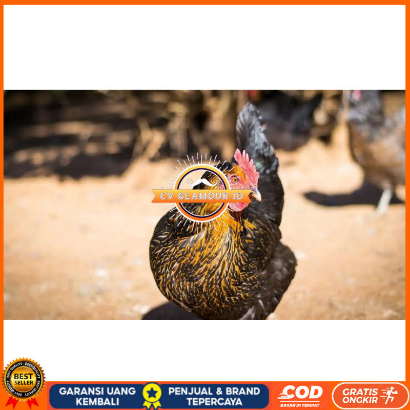 

TELUR FERTIL AYAM KUB AYAM MULTIGUNA INDUKAN TERSELEKSI UNTUK DI TETASKAN CV GLAMOUR ID