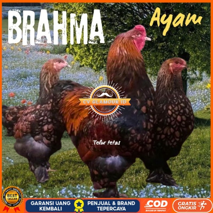 

telur ayam brahma siap tetas original berkualitas CV GLAMOUR ID