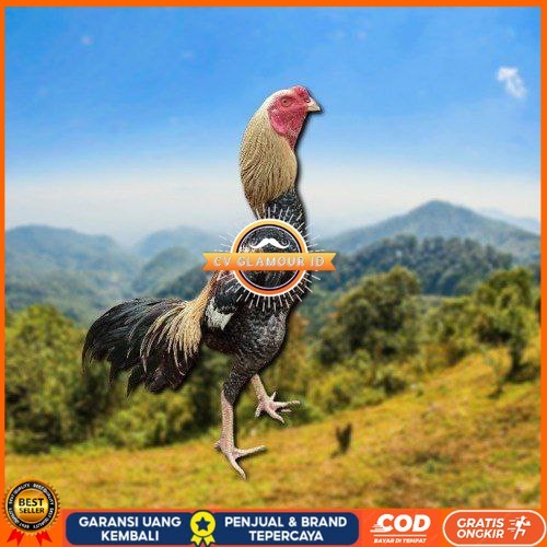 

telur tetas ayam shamo aduan siap di tetaskan CV GLAMOUR ID