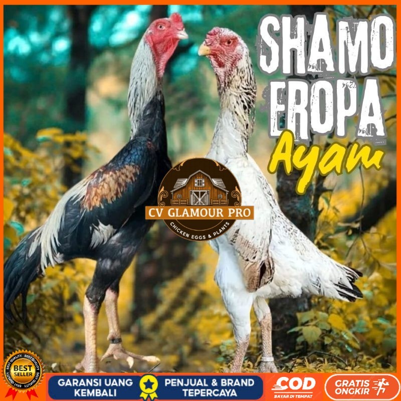 

telur ayam shamo eropa ori petarung bisa untuk di tetaskan CV GLAMOUR PRO