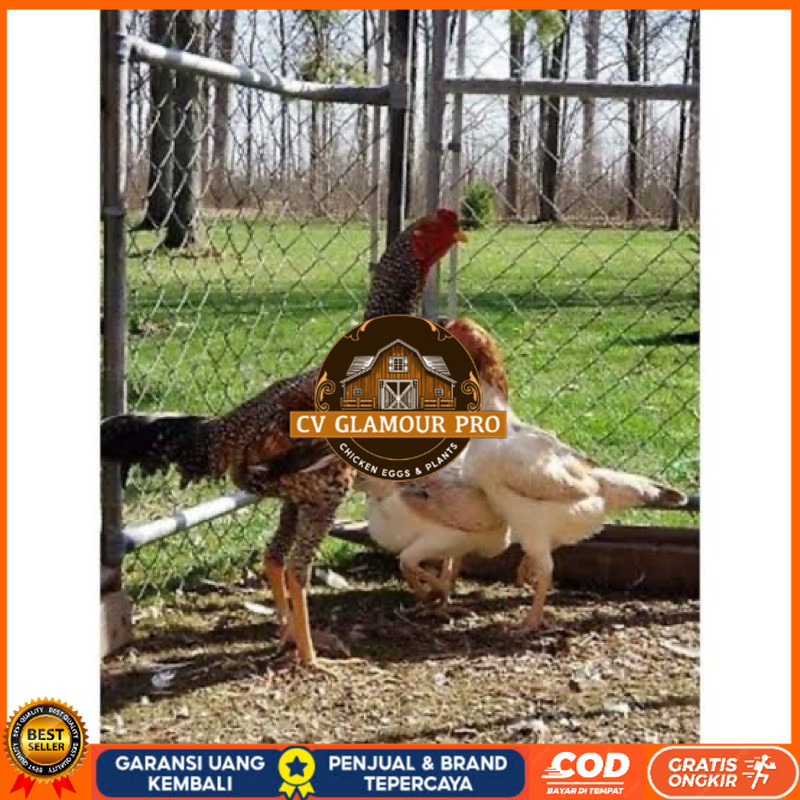 

TELUR FERTIL AYAM KINGGOR UNTUK DI TETASKAN CV GLAMOUR PRO