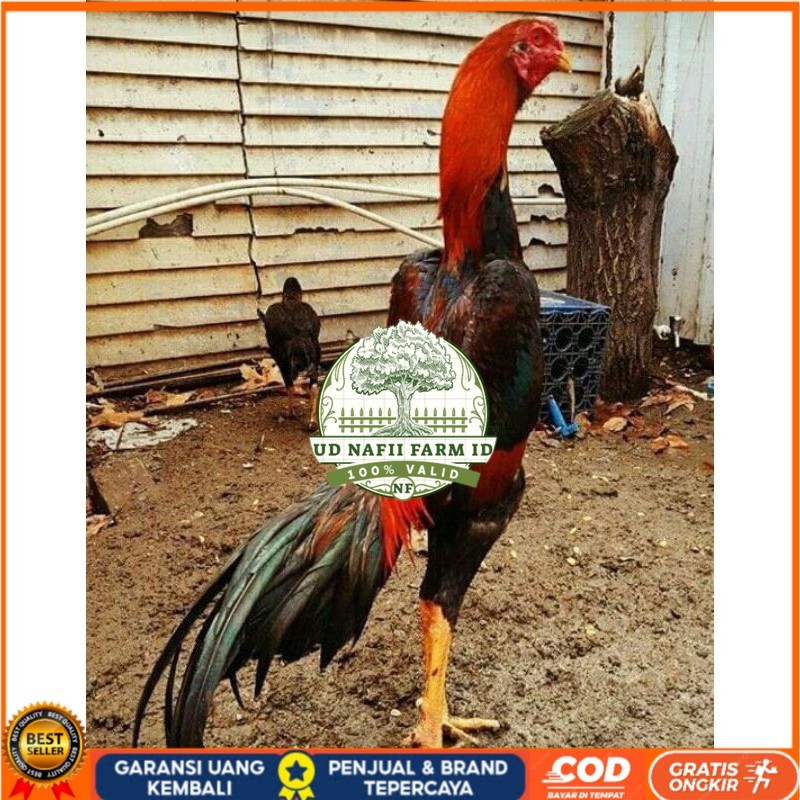 

PAKET MURAH 3 EKOR TELUR SHAMO (Cod) UD NAFII FARM ID