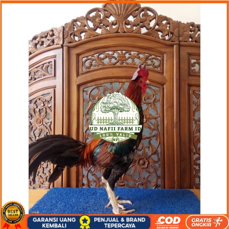 

TELUR PHAKOY MURAH FRESH FERTIL UD NAFII FARM ID