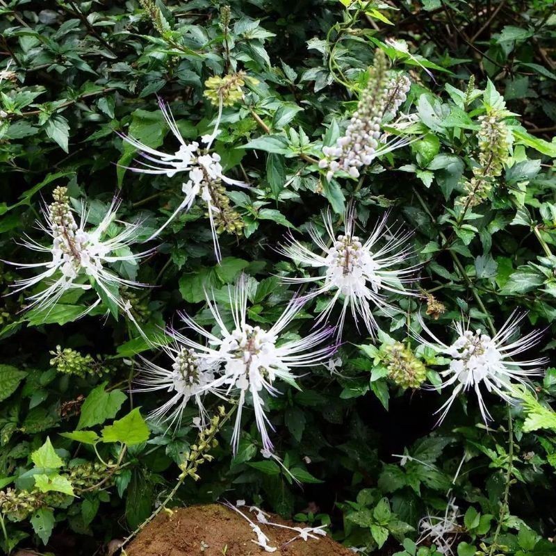 

Promo daun kumis kucing dan batang nya Brat 200 gram Lestari_Desaku