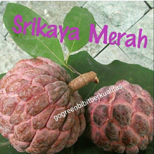 Bibit srikaya merah
