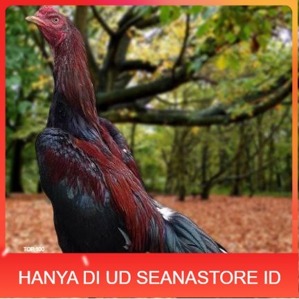 

Telur Ayam Pakhoy Ori Thailand Vertil Siap Di Tetaskan Jaminan Super Oiginal Bergaransii UD SEANASTORE ID