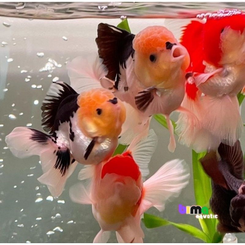 maskoki panda PAKET SEPASANG  8-10 CM/ baby mas koki oranda panda / fancy / 3 collours