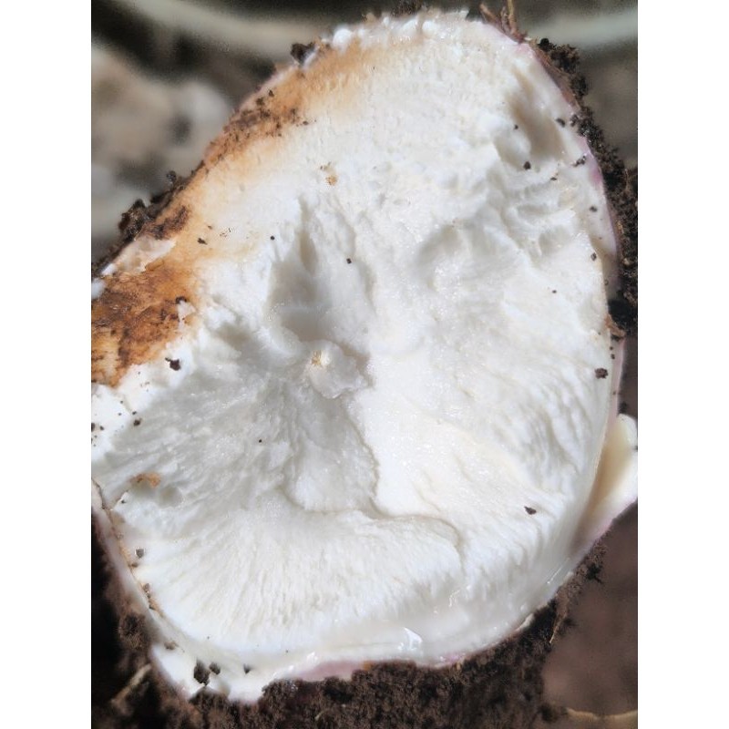 

buah singkong Ubi Singkong bahan baku gorengan dan kolak 1kg segar