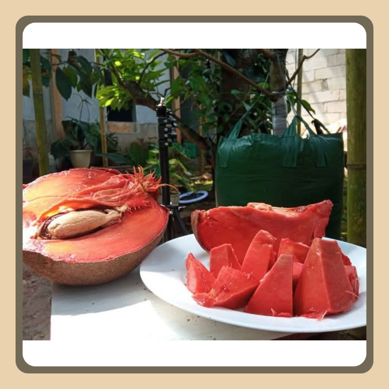 

buah mamey sapote SAWO RAKSASA