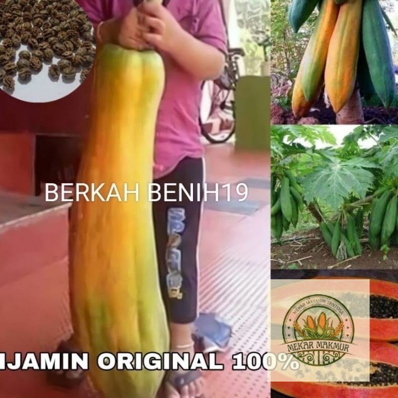 100+ BENIH PEPAYA RAKSASA KINGSLAND JUMBO BIBIT UNGGULAN READY