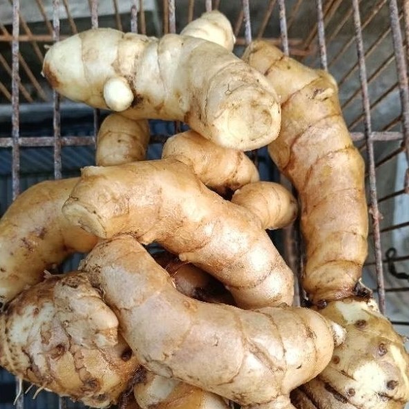 

kunyit putih/1kg . temu putih pres/segar alami