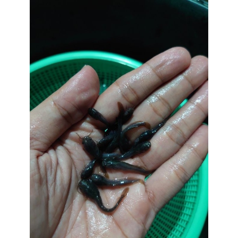 Bibit lele paket  50 ekor+bonus pakan,untuk ternak atau pakan predator