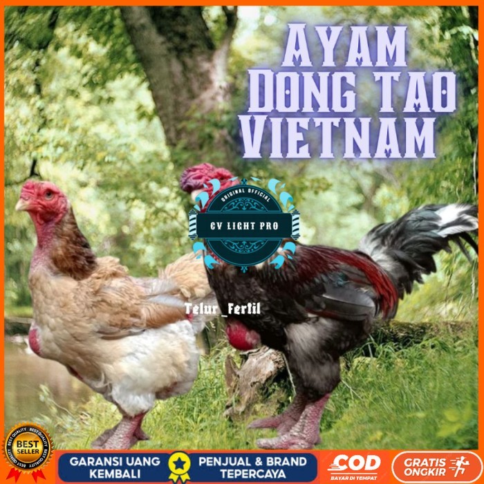 

telur ayam dong tao vietnam ori bisa untuk di tetaskan vertil original berkualitas CV LIGHT PRO