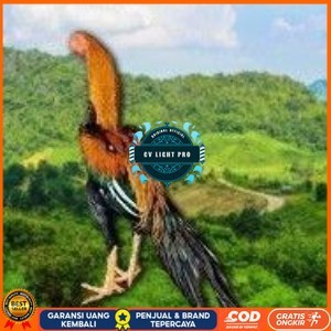 

telur ayam ekor lidi original bisa untuk di tetaskan terlaris CV LIGHT PRO
