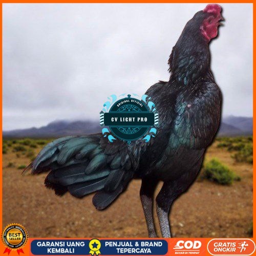 

3 BIJI TELUR PAMA PUKUL STROM promo keras berkualitas unggul CV LIGHT PRO