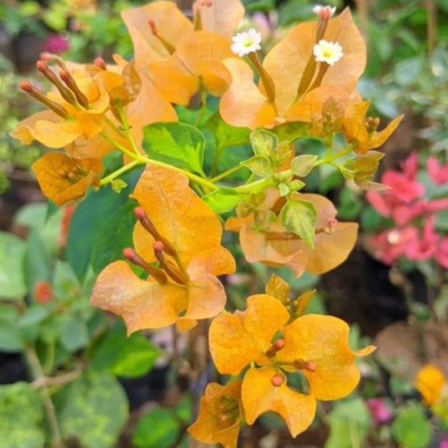 BIBIT BOUGENVILLE JINDA KUNING bougenville import