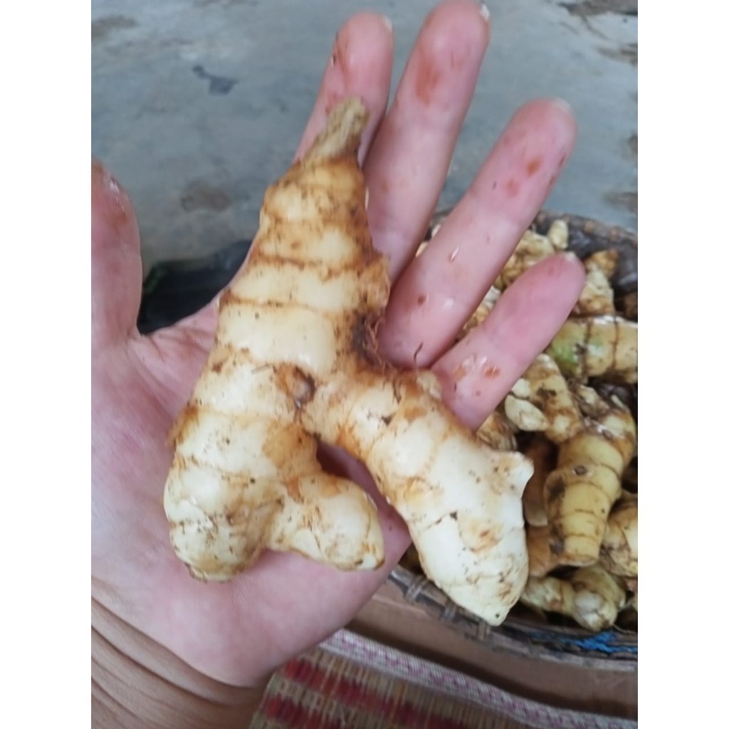 

kunyit putih segar 1 kg langsung ambil dari kebun asli organik herbal CURCUMA ZEDOARIA