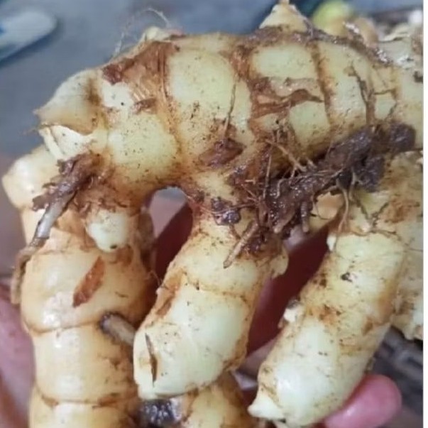 

solusi kesehatan alami dengan temu putih/kunyit putih 2 kg