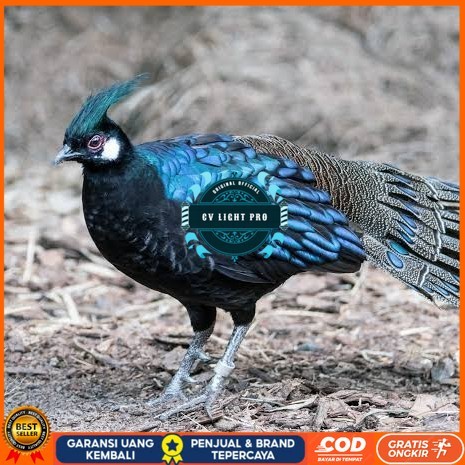 

Telur ayam hias ringneck palawan pheasant fertil untuk ditetaskan Langsung CV LIGHT PRO