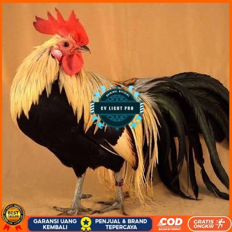 

Telur ayam phoenix onagadori / telur ayam hias fertil siap tetas CV LIGHT PRO