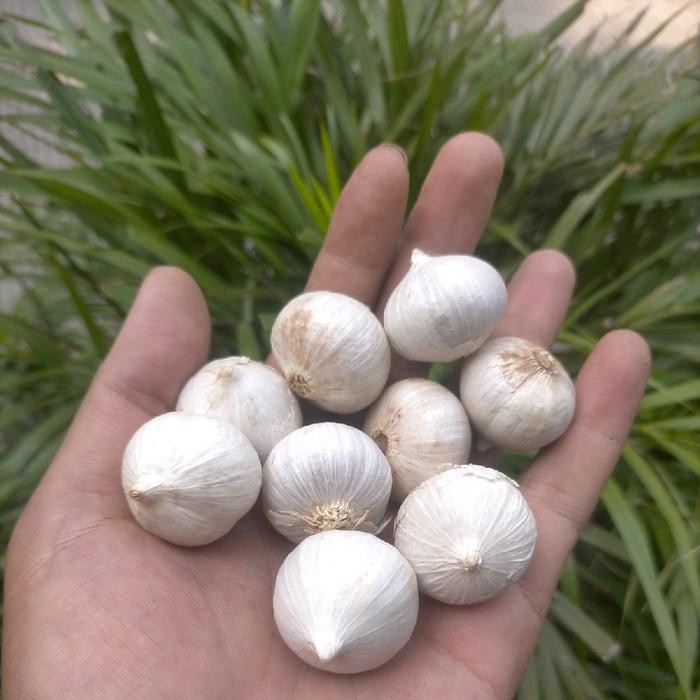 

bawang putih tunggal 1kg ukuran sedang - kecil