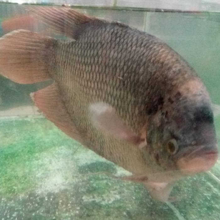 

Ikan Gurame 1 kg