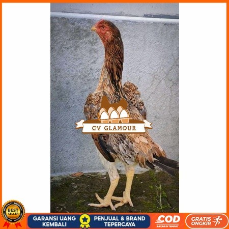 

Telur ayam bangkok shamo taiwan / ayam petarung aduan untuk ditetaskan CV GLAMOUR