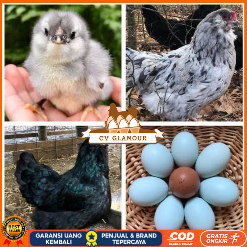 

TELUR FERTIL AYAM AMERAUCANA INDUKAN IMPORT UNTUK DI TETASKAN CV GLAMOUR