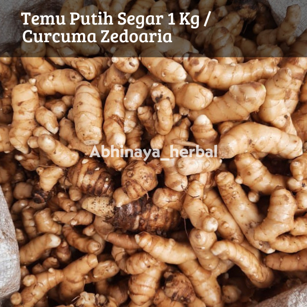 

Temu putih segar / Kunyit putih fresh sudah bersih 1 kg ready .