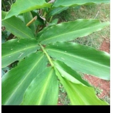 

Daun kapol sgar 50 lmbar' daun herbal organik .