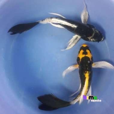 Ikan hias koi kabuto slayer 13-17 cm bergaransi seindonesia