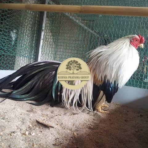 

Telur ayam hias ga tre than chau fertil bisa ditetaskan Langsung KURNIA PRATAMA GROUP