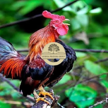 

Telur ayam ketawa dangdut slow gretek fertil siap ditetaskan KURNIA PRATAMA GROUP