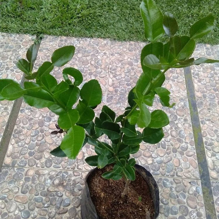 Bibit Buah JERUK PURUT - Tanaman Buah JERUK PURUT Pohon JERUK PURUT Daun Jeruk Bumbu Masak