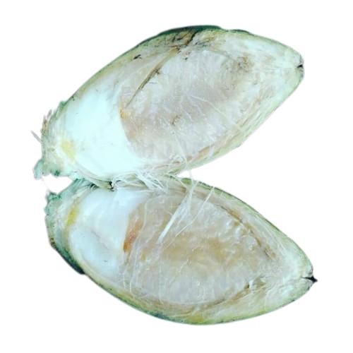 

Ready stok buah pinang ceming Promo 1Kg Buah Pinang Jambe Muda Segar - 1 kg