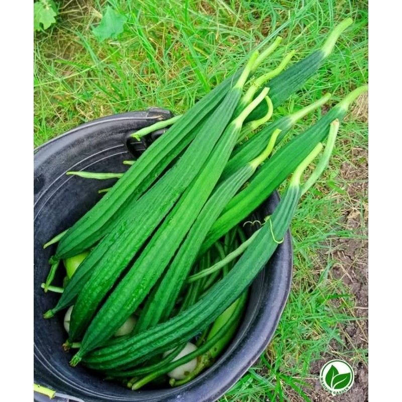 

jual biji/benih oyong gambas 20pcs organik S. H