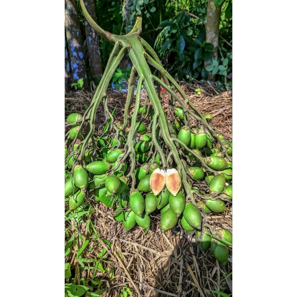 

Buah Jambe Buah Pinang Muda Segar 1kg Herbal Stamina Pria