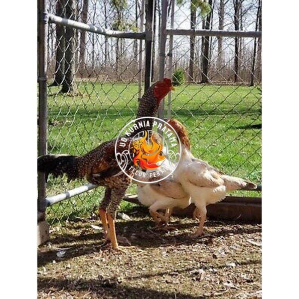 

TELUR AYAM GORILA LAYER PETELUR UNTUK DI TETASKAN UD KURNIA PRATAMA